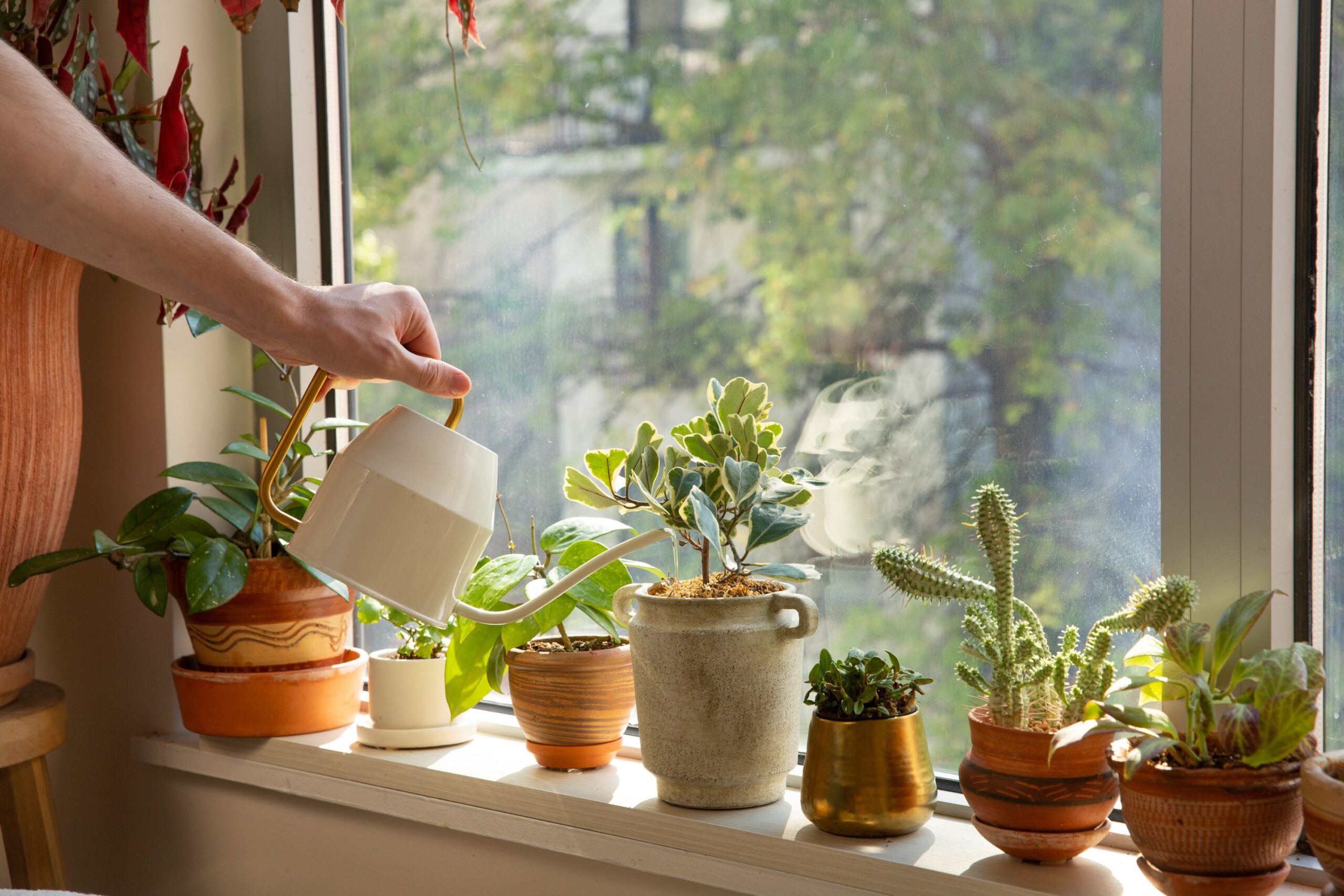 Sådan Vedligeholder Du Dine Planter: En Guide til Sund Vækst